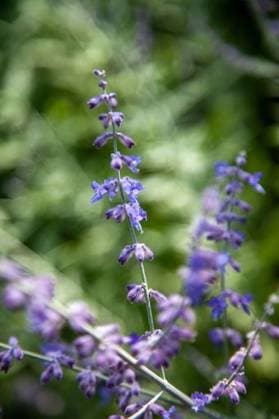 A selective focus shot of purple Russian Sage flowers at the Powell Botanical Gardens in Kansas, USA *** einer selektive Fokus erschossen des lila russisch Salbei Blumen im der Powell botanischen Gärten ÊIn Kansas, USA 7291854 RECORD DATE NOT STATED