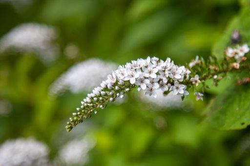 A shallow focus shot of a white Gooseneck loosestrife flower at the Powell Botanical Gardens in Kansas, USA *** einer seicht Fokus erschossen des einer weiß Schwanenhals loosestrife Blume im der Powell botanischen Gärten ÊIn Kansas, USA 7291858 RECORD DATE NOT STATED
