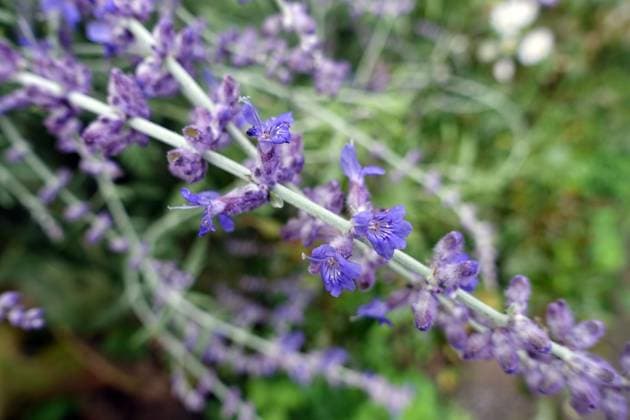 Blüten der Silber-Perowskie oder Blauraute (Salvia yangii, Perovskia atriplicifolia) in Nahaufnahme Blüten der Silber-Perowskie oder Blauraute (Salvia yangii, Syn. Perovskia atriplicifolia) in Nahaufnahme Copyright: xZoonar.com ErichxTeisterx 17554392