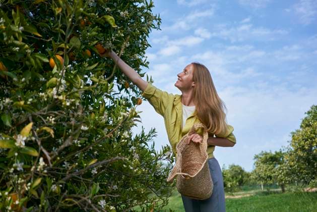 Young woman picking oranges from tree holding basket in orchard model released, Symbolfoto property released, ANNF00189