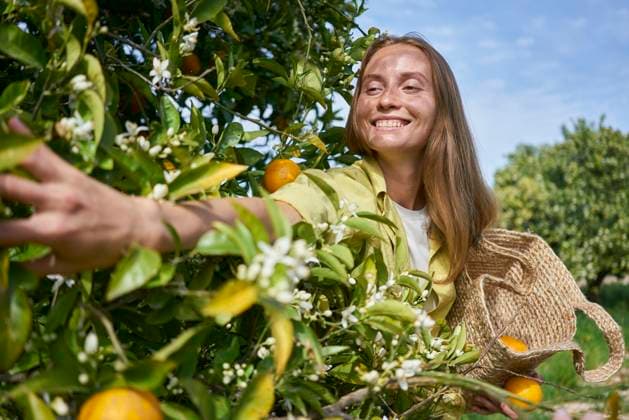Smiling woman reaching at oranges on tree at orchard model released, Symbolfoto property released, ANNF00192