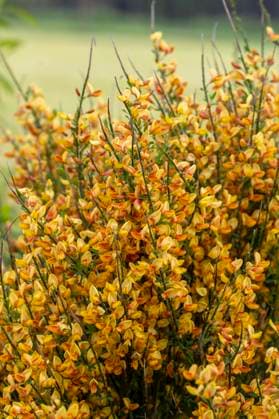 24.05.2023, Ginster-Stauch (Genista) in einem Garten in Bad Wörishofen im Unterallgäu. 24.05.2023, Ginster 24.05.2023, Ginster *** 24 05 2023, Gorse Stauch Genista in a garden in Bad Wörishofen in Unterallgäu 24 05 2023, Gorse 24 05 2023, Gorse