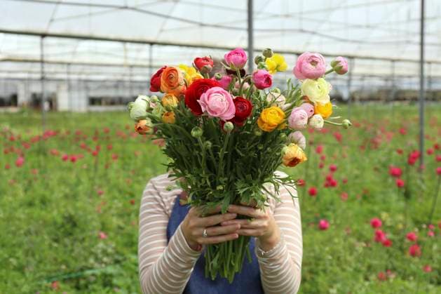 Farmer covering face with fresh bunch of flowers in greenhouse model released, Symbolfoto, SYEF00379