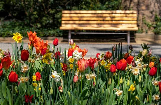 dekorative Tulpenbeete im Park, Berlin, Deutschland *** Decorative Tulip beds at Park, Berlin, Germany 1020921692