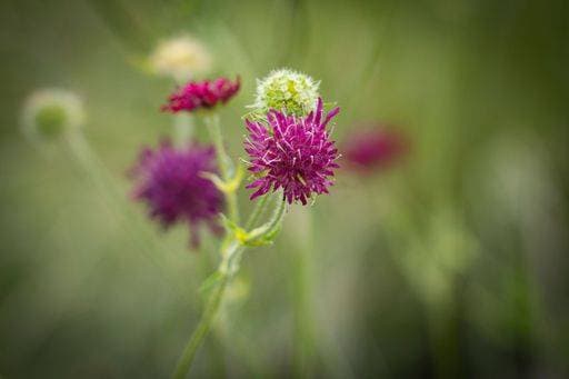 A closeup shot of Knautia (Scabiosa) macedonica Red Knight flowers *** einer closeupe erschossen des Knautia Scabiosa macedonica Roter Ritters Blumen 7401218 RECORD DATE NOT STATED