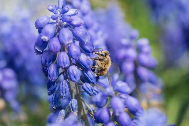  Honigbiene auf lila Hyazinthe, Bonn, Deutschland, Europa *** Honeybee at purple Hyacinth, Bonn, Germany, Europe Copyright: imageBROKER/FranziskaxRitter ibladr09183784.jpg