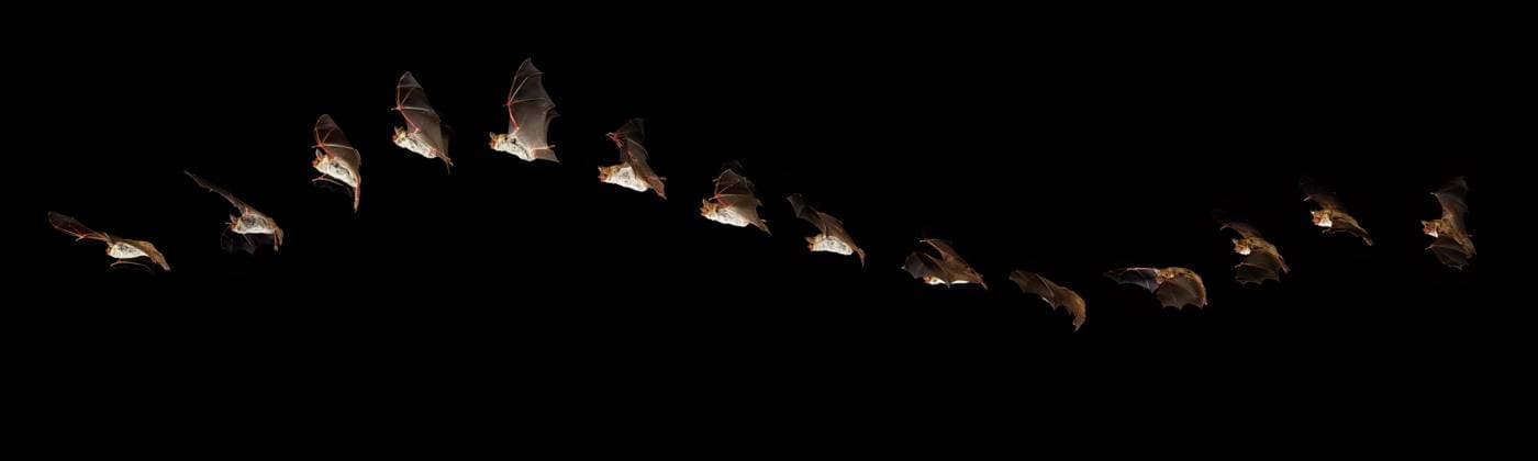 Mausohr Fledermaus (myotis myotis), Erwachsene im Flug gegen schwarzen Hintergrund *** Mouse-Clock Bat Myotis Myotis , Adults at Flight against Black people Background Copyright: imageBROKER G.xLacz ibllag05281184.jpg