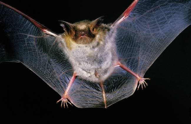 Mausohrfledermaus (myotis myotis), Erwachsener im Flug *** Mausohrfledermaus Myotis Myotis , Adult at Flight Copyright: imageBROKER G.xLacz ibllag05281291.jpg