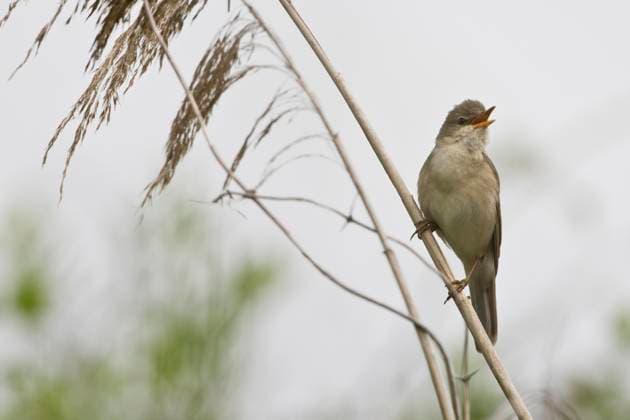 Teichrohrsänger (Acrocephalus scirpaceus), Emsland, Niedersachsen, Deutschland, Europa *** Reed-Warbler Acrocephalus scirpaceus , Emsland, Lower Saxony, Germany, Europe Copyright: imageBROKER ErhardxNerger ibxenh09299624.jpg