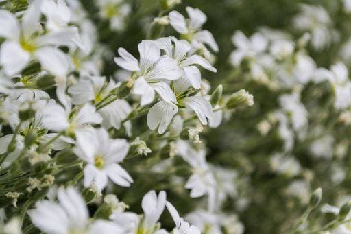 A closeup shot of mouse-ear chickweeds (Cerastium) in the garden *** einer closeupe erschossen des Maus Ohr Vogelmieren Cerastium ÊIn der Garten 7574884 RECORD DATE NOT STATED