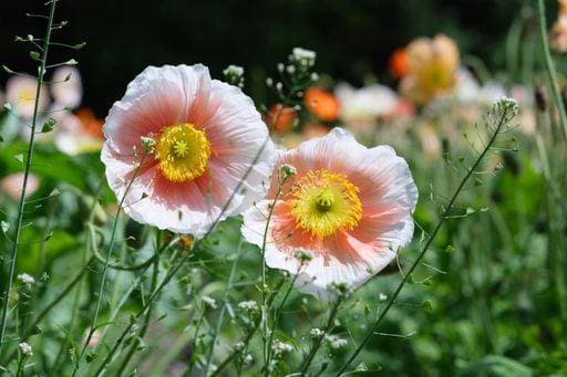 A closeup shot of Iceland poppy flowers on a field in a blurred background *** einer closeupe erschossen des Island Mohnblume Blumen am einer Feld ÊIn einer unscharf Hintergrund 7623943 RECORD DATE NOT STATED