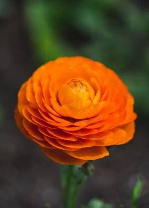 A vertical shot of a Ranunculus asiaticus flower against a blurry background *** einer hoch erschossen des einer Ranunculus asiaticus Blume gegen einer blurry Hintergrund 7700652 RECORD DATE NOT STATED