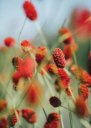 A vertical shallow focus of a Great Burnet, Sanguisorba officinalis flowerhead *** einer hoch seicht Fokus des einer Große Burnet, Sanguisorba officinalis flowerhead 7700760 RECORD DATE NOT STATED