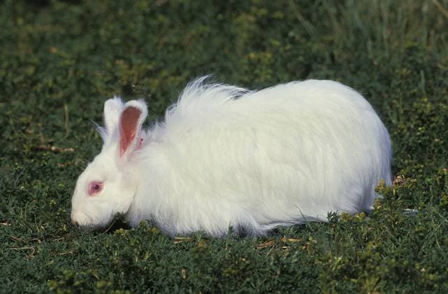  WEISSES ANGORAKANINCHEN, adult AUF GRAS *** White ANGORA RABBITS, Adult at Grass Copyright: imageBROKER/G.xLacz ibllag05275257.jpg