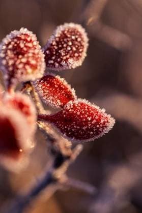 The vertical macro shot of frozen Rosehip fruit buds growing under the sunlight *** der hoch Makro erschossen des gefroren Rosehip Frucht Knospen wachsend unterhalb der Sonnenlicht 7896552 RECORD DATE NOT STATED
