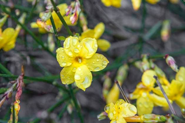 Winterjasmin, Jasminim nudiflorum *** Winter Jasmine, Jasminim nudiflorum 1065531048