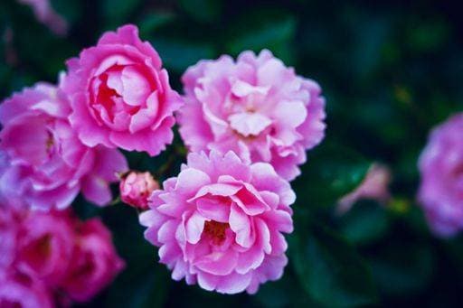 A selective focus of a pink Mexican rose (Portulaca grandiflora) in a garden *** einer selektive Fokus des einer Rosa Mexikanische Hagebuttenschalen Portulaca grandiflora ÊIn einer Garten 8312921 RECORD DATE NOT STATED