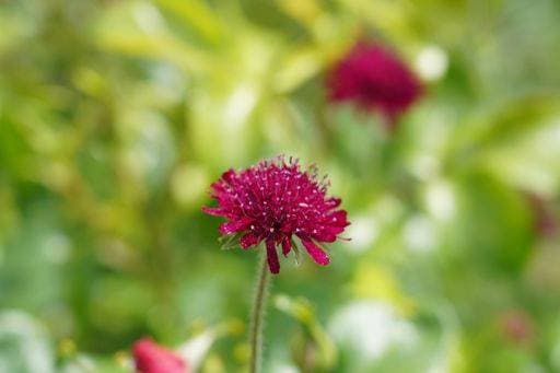 A closeup shot of beautiful Knautia macedonica flowers *** einer closeupe erschossen des Schönes Knautia macedonica Blumen 8350879 RECORD DATE NOT STATED