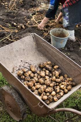 IMAGO Creative, Jahreszeit Herbst auf dem Land Old woman harvests yellow potatoes from loose black earth Sorokino, Belgorod Oblast, Russia R_GWEHXZ230131-1116203-01 ,model released, Symbolfoto