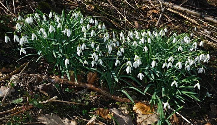 Schneeglöckchen; Galanthus; Galanthus nivalis; snowdrop; Schneeglöckchen; Galanthus; Galanthus nivalis; snowdrop; Copyright: xZoonar.com JürgenxVogtx 20043046