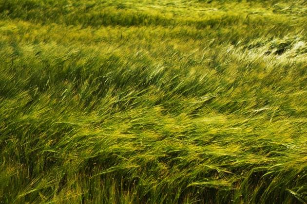 IMAGO Creative, Biodynamische Landwirtschaft Getreidefeld mit Gerste *** Grain field with barley