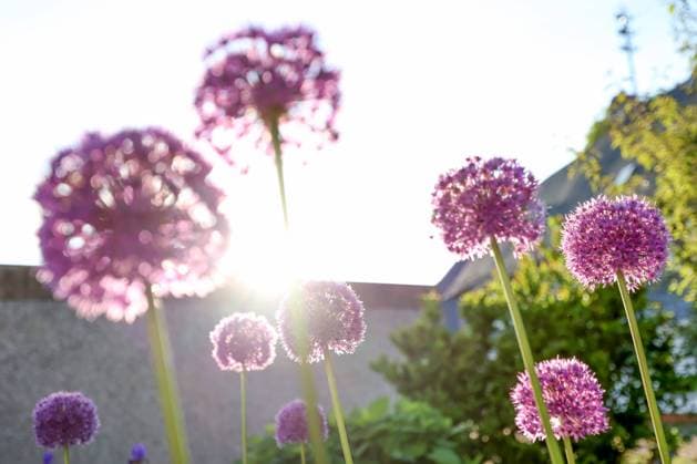 News Bilder des Tages Fruehling (Frühling) im Siegerland. Zierlauch (Allium) blueht (blüht) in einem Garten in Siegen Fruehling im Siegerland am 02.06.2023 in Siegen Deutschland. *** spring in Siegerland ornamental Allium blossoms in a garden in Siegen spring in Siegerland on 02 06 2023 in Siegen Germany