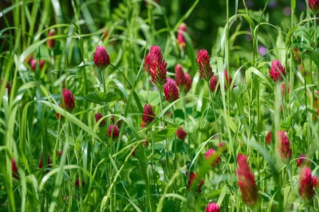 Natur Inkarnat-Klee Bluehender Inkarnat-Klee (Trifolium incarnatum), auch Blutklee, Rosenklee oder Italienischer Klee genannt, ist eine Pflanzenart aus der Gattung Klee, die zur Unterfamilie Schmetterlingsbluetler der Pflanzenfamilie der Huelsenfruechtler gehoert. Der Klee wird im Garten und der Landwirtschaft als Gruenduengung verwendet. Zudem ist er Gruenfutter fuer Nutztiere. 27.5.2023, *** Nature incarnate clover Blue-flowering incarnate clover Trifolium incarnatum , also called blood clover, rose clover or Italian clover, is a plant species of the genus clover, which belongs to the subfamily butterfly flowering clover of the plant family of the leguminous plants The clover is used in gardening and agriculture as green manure In add