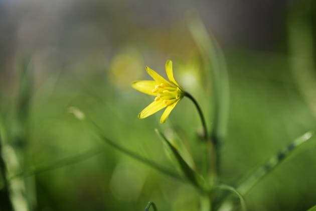 Yellow blossom of lesser celandine or pilewort (Ficaria verna or Ranunculus ficaria) in the green meadow, small early flowering perennial plant of the buttercup family, copy space, selected focus Yellow blossom of lesser celandine or pilewort (Ficaria verna or Ranunculus ficaria) in the green meadow, small early flowering perennial plant of the buttercup family, copy space, selected focus. narrow depth of field Copyright: xZoonar.com MARENxWINTERx 20112968
