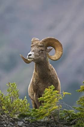  Dickhornschaf (Ovis canadensis), Jasper National Park, Alberta, Kanada, Nordamerika *** Bighorn sheep Ovis canadensis , Jasper National Park, Alberta, Canada, North America Copyright: imageBROKER/alimdix/xArterra ibltsm09321997.jpg