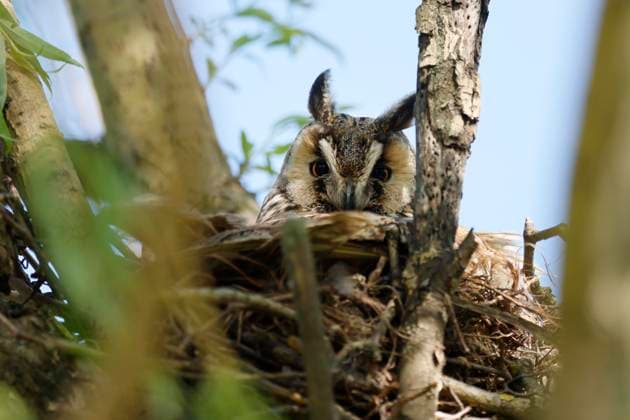  Waldohreule (Asio otus) sitzt in einem Baum in ihrem Nest, wildlife, Burgenland, Österreich, Europa *** Long-eared Owl Asio Otus sits in a Tree in their Nest, wildlife, Burgenland, Austria, Europe Copyright: imageBROKER/RonaldxWittek ibxron09318756.jpg