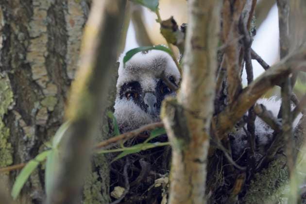  Waldohreule (Asio otus) Küken schaut aus seinem Nest, wildlife, Burgenland, Österreich, Europa *** Long-eared Owl Asio Otus Chicks looks from his Nest, wildlife, Burgenland, Austria, Europe Copyright: imageBROKER/RonaldxWittek ibxron09318760.jpg