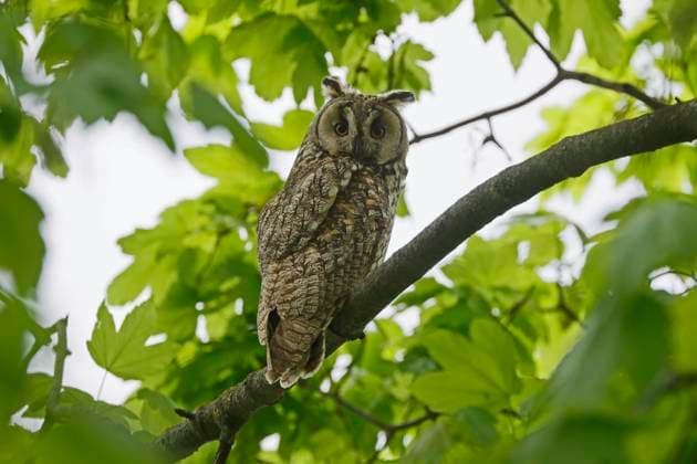  Waldohreule (Asio otus) sitzt in einem Baum, wildlife, Burgenland, Österreich, Europa *** Long-eared Owl Asio Otus sits in a Tree, wildlife, Burgenland, Austria, Europe Copyright: imageBROKER/RonaldxWittek ibxron09318763.jpg