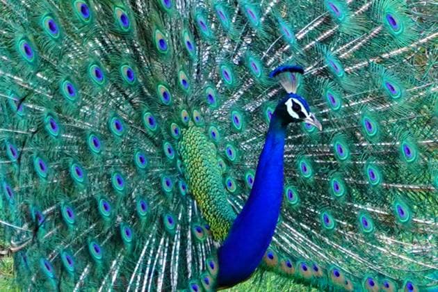 Creative Highlights World India Wildlife A Peacock spreads his wings on the outskirts village of Ajmer, Rajasthan, India on June 07, 2023. Ajmer India  Copyright: xHimanshuxSharmax originalFilename: sharma-notitle230607_npL8x.jpg