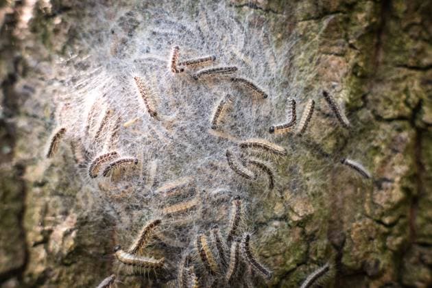 Creative Highlights World Nest von Eichenprozessionsspinnern an einer Eiche in Düsseldorf, Deutschland Düsseldorf Nordrhein-Westfalen Deutschland *** Nest of oak processionary moths on an oak tree in Düsseldorf, Germany Düsseldorf North Rhine Westphalia Germany
