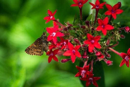 A closeup shot of Pentas lanceolata flowers with a blurred background *** einer closeupe erschossen des Pentas lanceolata Blumen mit einer unscharf Hintergrund 9551852 RECORD DATE NOT STATED
