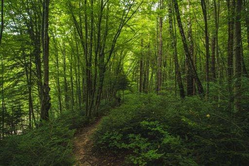 A scenic view of a trail going straight through a green forest in Bieszczady mountains, Poland *** einer landschaftlich Ansicht des einer Fährte gehend gerader durch einer Grün Wald ÊIn Bieszczady mountains, Polen 9600563 RECORD DATE NOT STATED