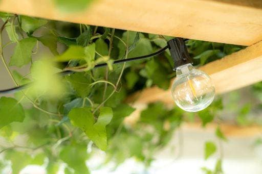 A closeup shot of a light bulb seen hanging on the ceiling of an indoor garden *** einer closeupe erschossen des einer Licht Terrarienlampe gesehen hängend am der Decke des An&Verkauf indoor Garten 9646307 RECORD DATE NOT STATED