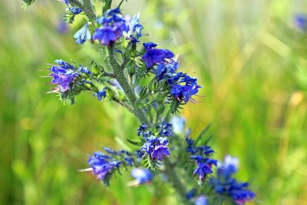 Wildkräuter in der Landschaft Die blauen Blüten vom Natternkopf zu Beginn der Sommerzeit *** Wild herbs in the landscape The blue flowers of vipers bugloss at the beginning of the summer season