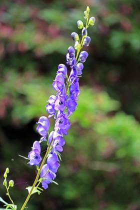 Creative Highlights World Hochgiftige Pflanzen in der Natur und Gärten Die Blüte vom Blauen Eisenhut, der als die giftigste Pflanzenart Europas gilt und durch das Gift Aconitin in kürzester Zeit selbst bei minimaler Dosis einen qualvollen Tod bringen kann. Alle Pflanzenteile sind giftig und können auch durch die Haut in den Körper eindringen. Daher sind Handschuhe bei Kontakt zwingend erforderlich. *** Highly toxic plants in nature and gardens The blossom of aconite, which is considered the most poisonous plant species in Europe and can bring an agonizing death in a very short time even with a minimal dose due to the poison aconitine All parts of the plant are poisonous and can also penetrate the body through the skin Therefore, gloves are mandatory in case