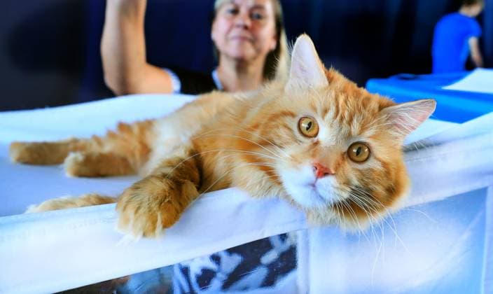 Entertainment Themen der Woche KW23 Entertainment Bilder des Tages (230612) -- MINSK, June 12, 2023 -- A cat is pictured at an international cats show in Minsk, capital of Belarus, on June 11, 2023. An international cats show was staged here on Saturday and Sunday, displaying 300 cats in 40 varieties. (Photo by Xinhua) BELARUS-MINSK-INT L CATS SHOW HenadzxZhinkov 