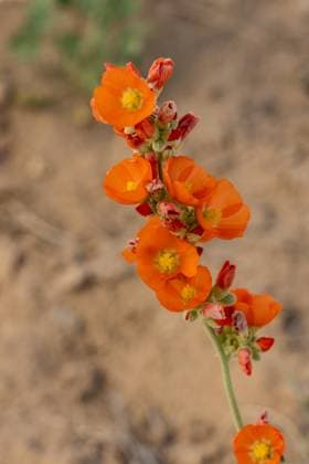 Creative Highlights World Small-leaf Globemallow, Sphaeralcea parvifolia, in bloom in the Cainville Desert near Hanksville, Utah. Caineville Factory Butte Recreation Area Utah United States Copyright: xJonxG.xFullerx xVWPicsx 2358-JGF-wildflowers-Small leaf Globemallow-US-UT