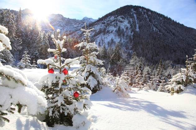 Weihnachtsbaum im Schnee Geschmückter Baum Copyright: xZoonar.com TrischbergerxRupertx 2224147