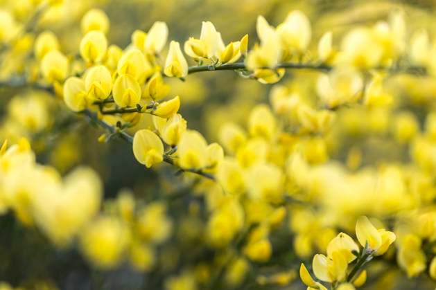 Blühender Ginster (Genista) im Garten, Nahaufnahme Blühender Ginster (Genista) im Garten, Nahaufnahme Copyright: xZoonar.com HaraldxBiebelx 15397765