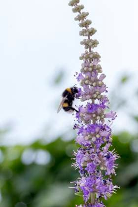 Dunkle Erdhummel, Bombus terrestris, Mönchspfeffer Dunkle Erdhummel (Bombus terrestris) auf Mönchspfeffer, Vitex agnus-castus - Bombus terrestris, Buff-tailed bumblebee, Large earth bumblebee on Vitex agnus-castus, Chaste tree, Chasteberry, Abraham s Balm, Monk s pepper Copyright: xZoonar.com LotharxHinzx 6835723