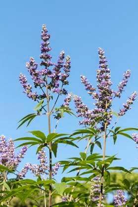 Vitex agnus-castus, Mönchspfeffer Vitex agnus-castus, Mönchspfeffer - Vitex agnus-castus, Chasteberry, Monk s Pepper, Chastetree Copyright: xZoonar.com LotharxHinzx 6852403