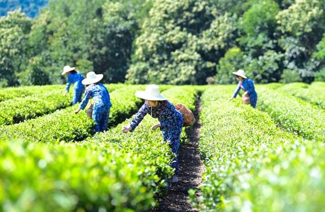 News Themen der Woche KW24 News Bilder des Tages China Agriculture Tea Harvest Tea farmers are harvesting summer tea at a tea plantation in Yichang, Hubei Province, Central China, on June 13th, 2023. Yichang China  Copyright: xCFOTOx originalFilename: cfoto-chinaagr230613_npqUg.jpg