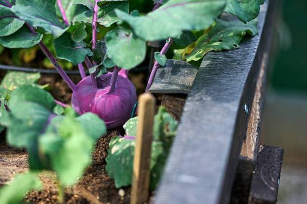 IMAGO Creative: Garten, Anbau im Hochbeet Austria - June 11, 2023: Blauer Kohlrabi in einem Hochbeet. Burgenland Austria *** Austria June 11, 2023 Blue kohlrabi in a raised bed Burgenland Austria 