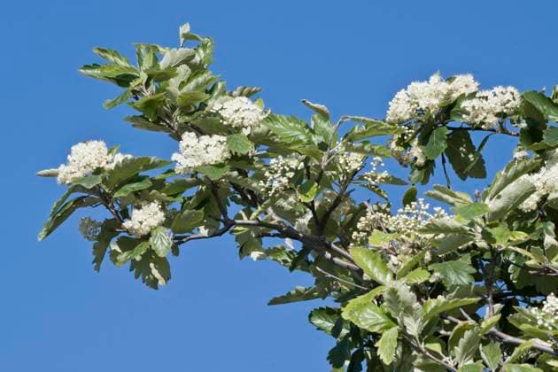  Schwedische Mehlbeere (Sorbus intermedia), Kühlungsborn, Mecklenburg-Vorpommern, Deutschland, Europa *** Swedish Flourice Sorbus Intermedia , Kühlungsborn, Mecklenburg Western Pomerania, Germany, Europe Copyright: imageBROKER/ErhardxNerger ibxenh09336571.jpg