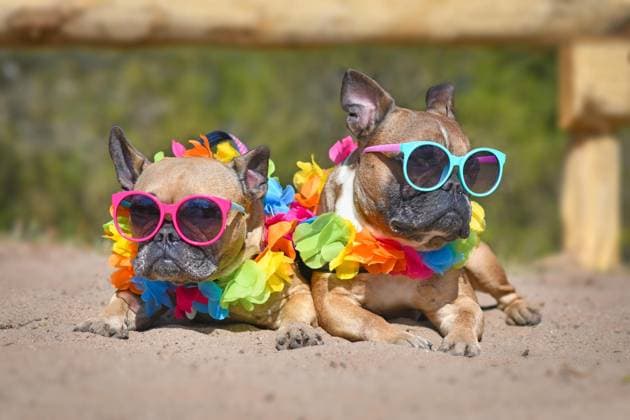  Zwei kleine braune französische Bulldoggen sonnen sich im Sommer im Sand und tragen bunte Sonnenbrillen und tropische Blumengirlanden *** Two small brown French Bulldogs Suns itself at Summer at Sand and carry Bunte Sunglasses and Tropical Flower garlands Copyright: imageBROKER/Firn ibxmob09332163.jpg