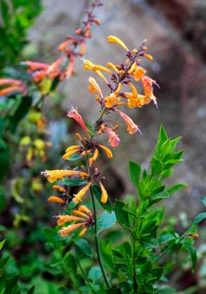 June 3, 2023, Sydney, New South Wales, Australia: Agastache aurantiaca (aurantica) plant at a garden in Sydney, New South Wales, Australia. Sydney Australia - ZUMAm34_ 20230603_znp_m34_048 Copyright: xTaraxMalhotrax